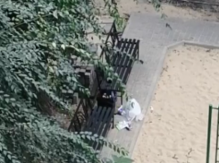 Ворона-хамка подставила людей в Воронеже