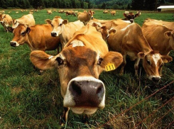 Почти 200 миллионов выделит центр на развитие мясного скотоводства Воронежской области