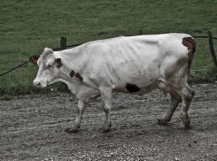 В Воронежской области двое мужчин убили чужую корову