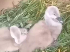 Воронежцы спасли лебедят от нападения бродячей собаки