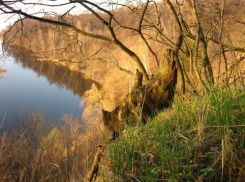 В Воронеже судьба нагорной дубравы будет обсуждаться на общественных слушаниях