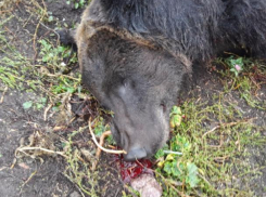 Медведь раздавил грудную клетку ветерана войны, который бился в агонии под Воронежем