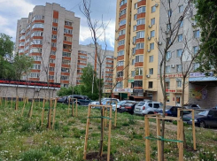 Крах попытки озеленения пустыря в Северном микрорайоне наглядно показали воронежцы