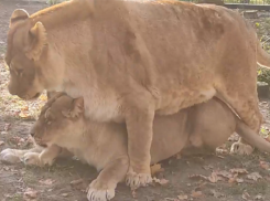 Лихой проскок одного льва под животом другого сняли на видео в Воронежском зоопарке 