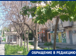 К медленной и мучительной смерти приговорили деревья в Воронеже