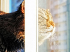 О погодных аномалиях в Воронеже рассказали синоптики