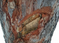 Новые отметины появились на деревьях Северного леса в Воронеже 