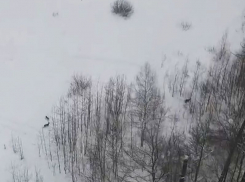 В Воронежском заповеднике имени Пескова сняли на видео косуль с высоты птичьего полета