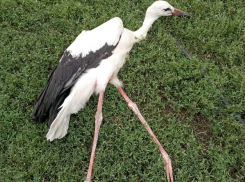 Аистенок получил ранение при падении из гнезда в Воронеже