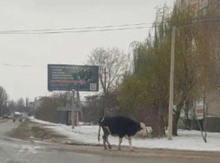 Невероятные похождения телочки показали на фото в Воронежской области