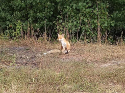 Воронежцы повстречали лису в популярном парке «Динамо»