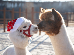 Подарок, который не завянет: 8 Марта в парке альпак «Белый колодец»