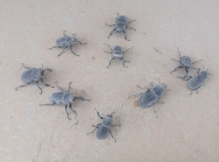 Нашествие жуков оленей заметили в Воронежской области