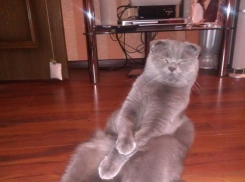 Девятнадцатый участник конкурса Я и мой любимец Маргарита Сазонова и ее кот Дон Пипитон (ФОТО-ИСТОРИЯ)