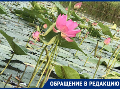 Исчезновением пруда с лотосами обеспокоены в Воронежской области 