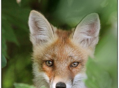 В Воронеже в Доме Журналистов открылась выставка молодых фотохудожников «Природа»