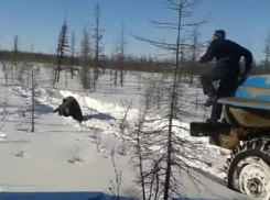 Житель Воронежа требует наказать жестоких живодёров, убивших бурого медведя в Якутии