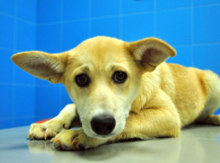 В зоопитомнике указали на ошибку воронежских властей в вопросе карантина