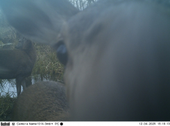 Поход лисы к бобровой плотине попал на фотоловушку воронежского заповедника