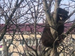 Самца без конечности обнаружили на дереве под Воронежем