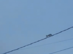 Белку-камикадзе заметили в опасном месте в Воронеже