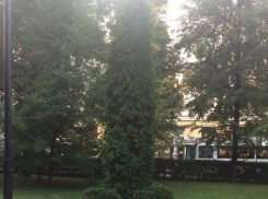 Фаллические деревья украшают главный сквер Воронежа 