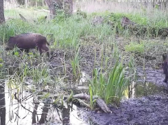 Массовая попойка животных попала на видео в Воронеже
