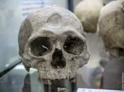 Древнейшее поселение человека в Восточной Европе обнаружили под Воронежем