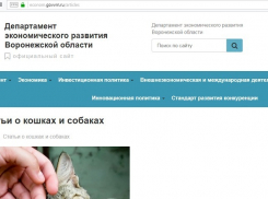 Как прекратить мяуканье кошек, учат чиновники в Воронеже 