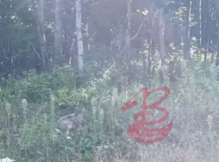 Встречей со старым ушастым другом обернулась прогулка для воронежца