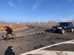 На видео попало достижение нового мирового рекорда пса Фараона из Воронежа
