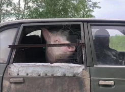 Хрюкающего пассажира заметили на дороге в Воронеже