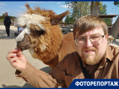 Как проходит фестиваль альпак под Воронежем