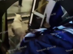 Драка в 90-м автобусе с участием собаки попала на видео в Воронеже