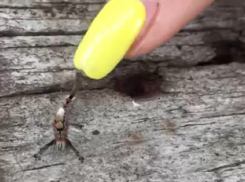 Грозу феминизма в природе сняли на видео в Воронеже 