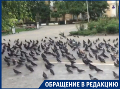 Нашествие гадящих голубей вызвали сами жители центра Воронежа