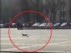 Подозрительный заяц под окнами воронежского правительства попал на видео и развеселил пользователей Сети 