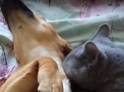Любовные отношения кота и собаки в Воронеже сняли на видео