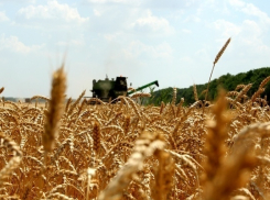 Воронежские аграрии впервые в истории собрали более 4 миллионов тонн зерна за 25 суток