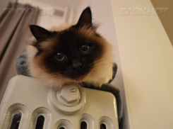 Когда в Воронеже начнется отопительный сезон в 2017 году 