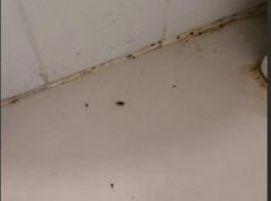 Ночные тараканьи бега смущают пациентов воронежской больницы