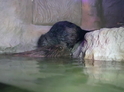 В Воронежском заповеднике двух бобров выпустили в большой аквариум