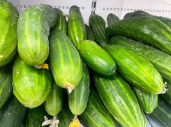 Названы причины засыхания огурцов и как с ними бороться