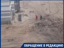 «Просто волкодавы»: стая огромных собак терроризирует жителей Воронежа