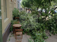 Родился в рубашке: дерево рухнуло на летнюю веранду воронежской кофейни 