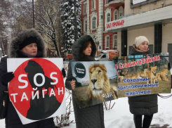 Воронежцы снова провели митинг в защиту животных сафари-парка в Крыму
