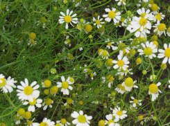 Погода без сюрпризов вернется в Воронеж к концу рабочей недели