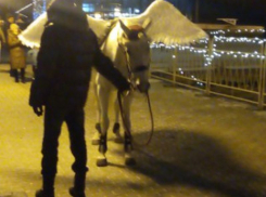 В Центральном парке Воронежа обнаружили подобие Пегаса