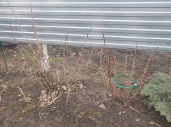 Как правильно ухаживать за малиной весной