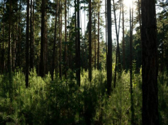 В воронежских лесах пересчитают все деревья